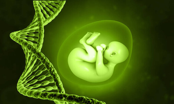 Human fetus with DNA strand. 3d illustration	