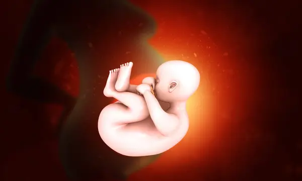 Lidský Plod Uvnitř Dělohy Ilustrace — Stock fotografie