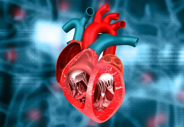 Anatomia Secção Transversal Coração Humano Com Antecedentes Médicos Ilustração — Fotografia de Stock