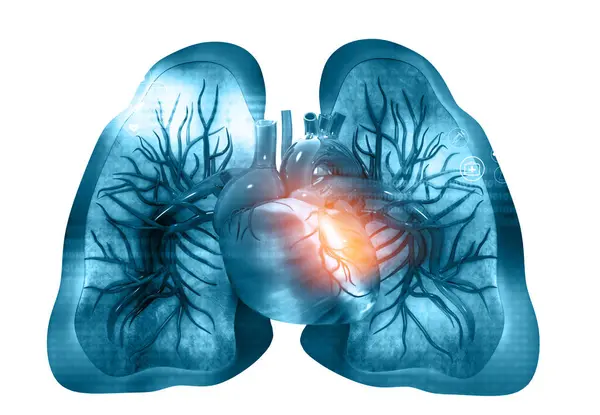 Corazón Humano Con Pulmones Ilustración —  Fotos de Stock