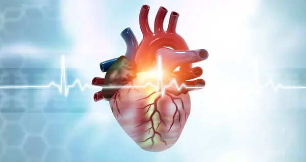从医学背景看人的心脏解剖 3D渲染 — 图库照片