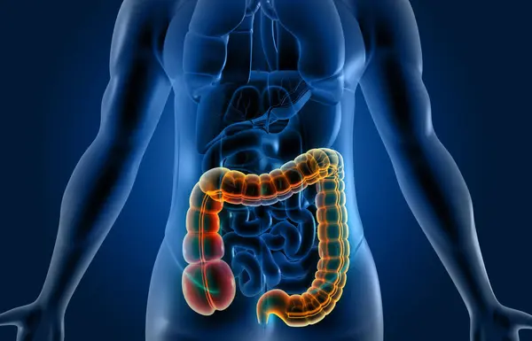 Anatomia Sistema Digestivo Corpo Humano Com Base Científica Ilustração — Fotografia de Stock