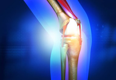 İnsan dizi anatomisi. 3d illüstrasyon