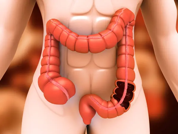 Human body anatomy, colon, large intestine. 3d illustration