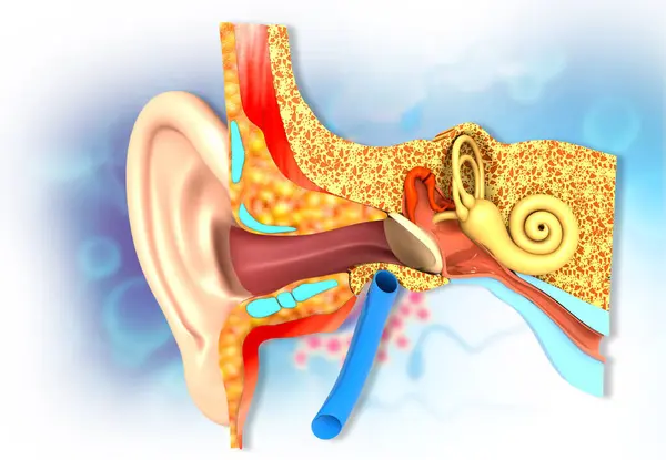 人耳横断面解剖 3D说明 — 图库照片