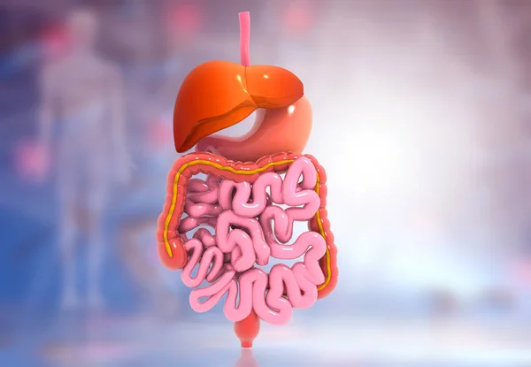 Sistema Digestivo Humano Com Base Científica Ilustração — Fotografia de Stock