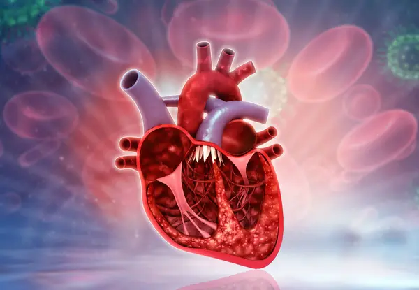 Secção Transversal Coração Humano Ilustração — Fotografia de Stock