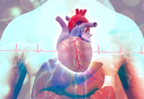 Jantung Manusia Pada Tubuh Latar Belakang Medis Ilustrasi — Stok Foto