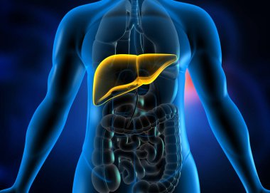 Karaciğeri tıbbi geçmişi olan bir adam. 3d illüstrasyon