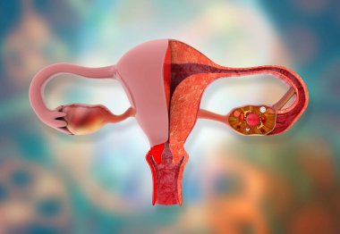 Tıbbi arka planda rahim anatomisi. 3d illüstrasyon