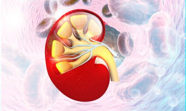 Bilimsel altyapıda insan böbreği anatomisi. 3d illüstrasyon
