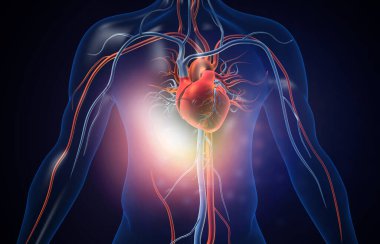 Kan damarları olan insan kalbi. 3d illüstrasyon