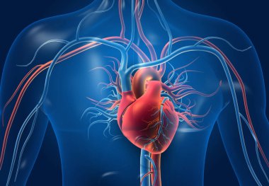 Human heart with blood vessels. 3d illustration	 clipart