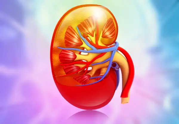 Anatomy of human kidney cross section. 3d illustration