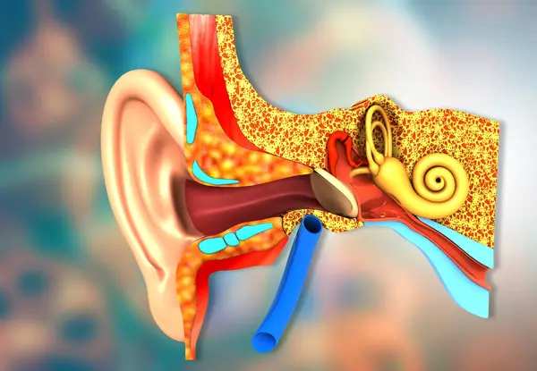 人耳的横断面 3D说明 — 图库照片