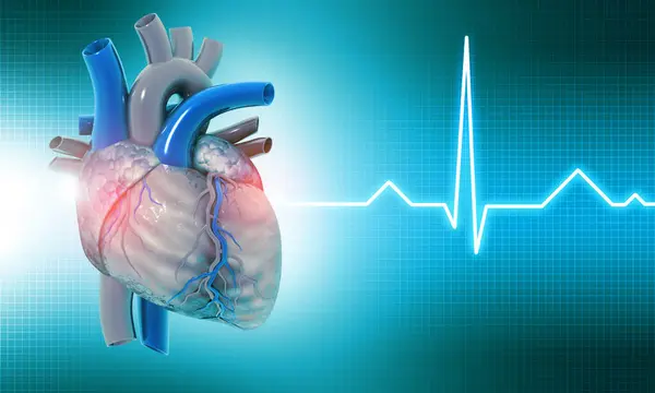 Menschliches Herz Auf Medizinischem Hintergrund Illustration — Stockfoto