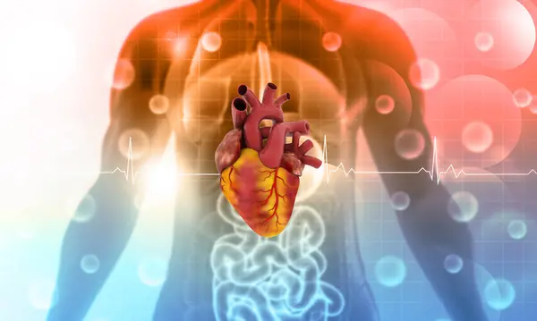 Human circulation cardiovascular system with heart anatomy. 3d illustration