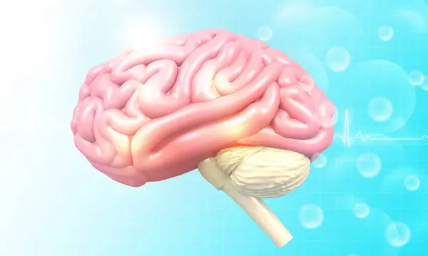 Mänsklig Hjärnanatomi Vetenskaplig Bakgrund Illustration — Stockfoto