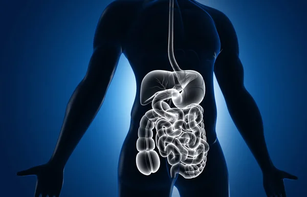 Anatomia Sistema Digestivo Corpo Humano Ilustração — Fotografia de Stock