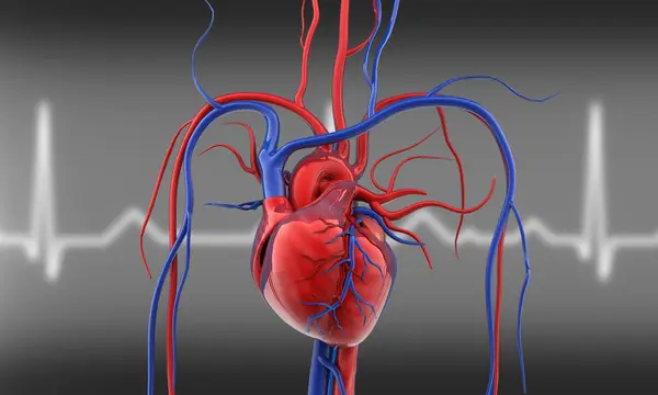 Human heart with blood vessels. 3d illustration