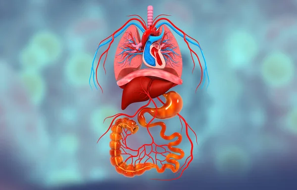 Menselijke Inwendige Organen Anatomie Medische Achtergrond Illustratie — Stockfoto