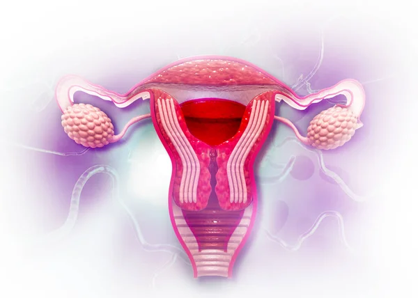 Anatomi Kvinnliga Reproduktiva Systemet Återgivning — Stockfoto