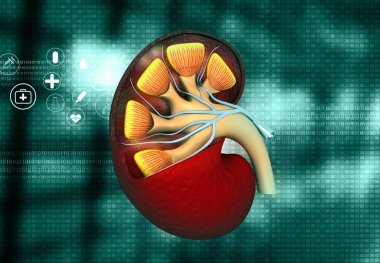 Böbrek kesiti. Soyut bilim geçmişi. 3d illüstrasyon