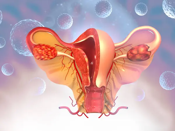 Female reproductive system anatomy on medical background. 3d illustration
