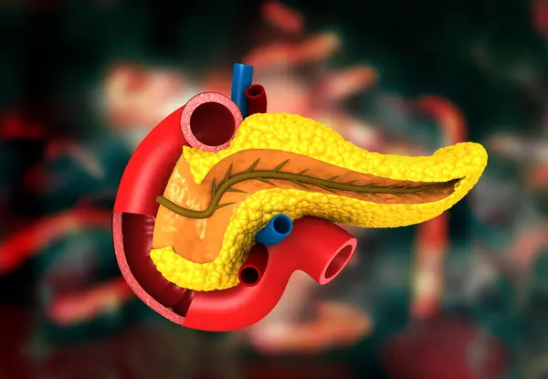 Mänsklig Bukspottkörtel Anatomi Vetenskap Bakgrund Illustration — Stockfoto