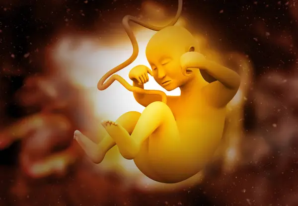 胎儿的解剖 科学背景 3D说明 — 图库照片