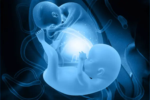 Anatomie Těhotenství Dvojčat Vědecké Zázemí Ilustrace — Stock fotografie