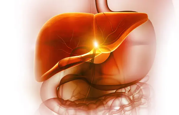 Human liver anatomy.Digestive system. 3d illustration
