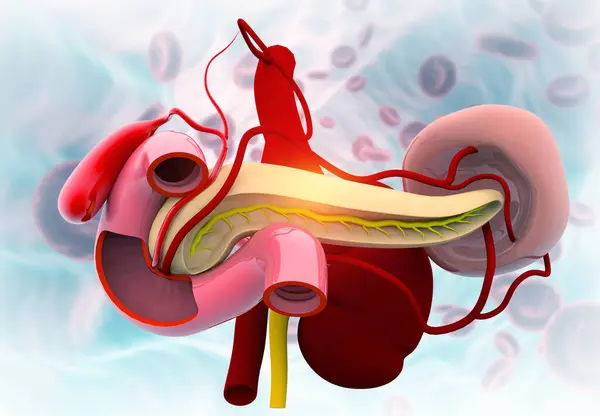 Human pancreas anatomy. Medical background. 3d illustration