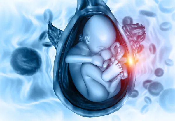 Fetus Womb Anatomy Science Background Illustration — Stock Photo, Image