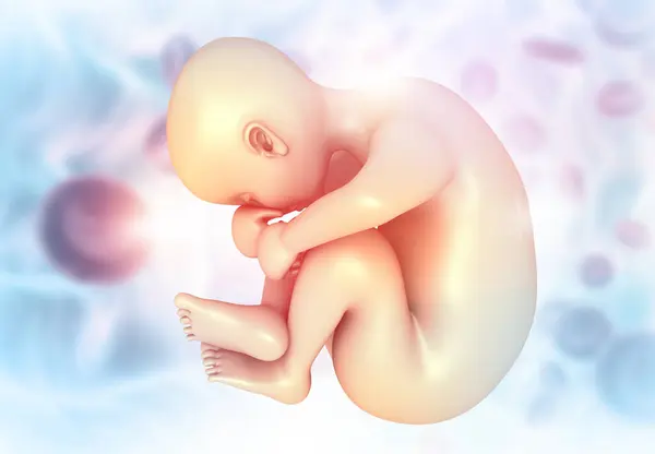 胎児解剖学について 医療背景について 3Dイラスト — ストック写真