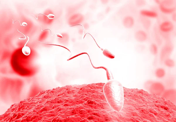 Ceggs Spermi Döllenmeyi Seçiyor Illüstrasyon — Stok fotoğraf