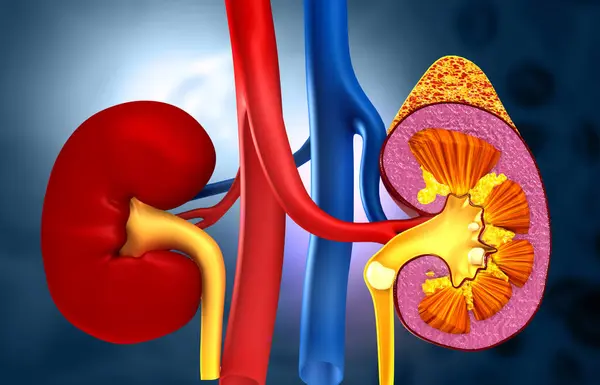 Human Kidney Cross Section Illustration — Stock Photo, Image