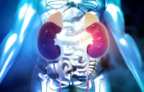 Anatomy of kidney structure with human body. 3d illustration