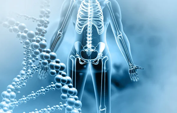 Human body anatomy with dna molecules strand. 3d illustration