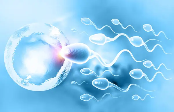 Яйца Выбирают Сперму Оплодотворение Иллюстрация — стоковое фото