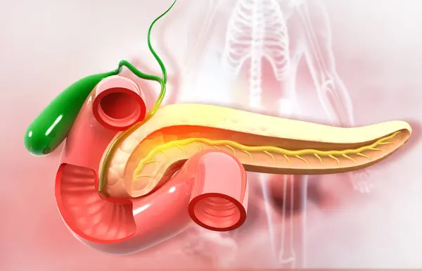 Anatomia Pâncreas Humano Antecedentes Ilustração — Fotografia de Stock