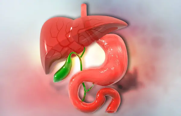 Human liver and stomach anatomy. 3d illustration