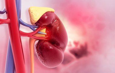 Human kidney on medical background. 3d illustration	 clipart