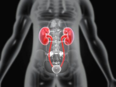 Böbrek anatomisi olan insan vücudu. 3d illüstrasyon