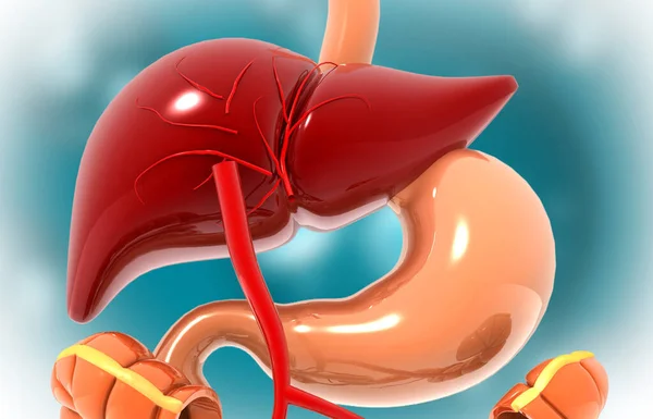 人間の消化器系解剖学 肝臓と胃 3Dイラスト — ストック写真