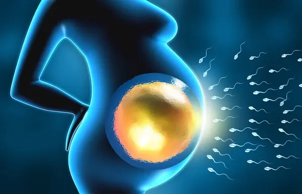 Eizellen Und Spermien Bei Frauen Illustration — Stockfoto