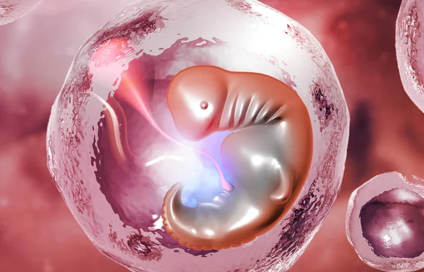 Płód Wewnątrz Macicy Tło Medyczne Ilustracja — Zdjęcie stockowe