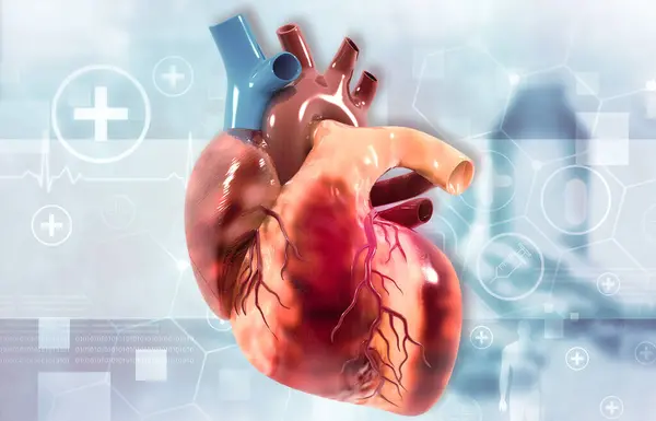 人类心脏的解剖 3D说明 — 图库照片