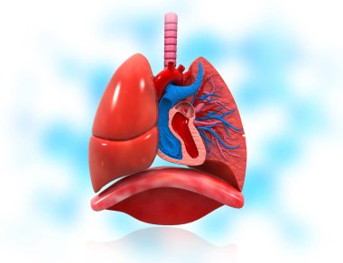 İnsan kalbi ve solunum sistemi anatomisi. 3d illüstrasyon