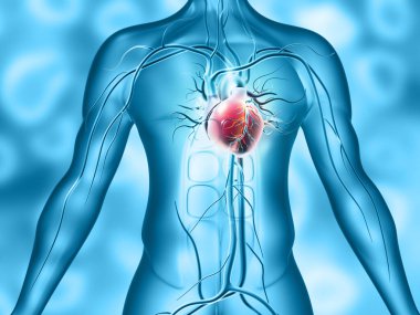 İnsan kalbi anatomisi. Tıbbi konsept. 3d illüstrasyon